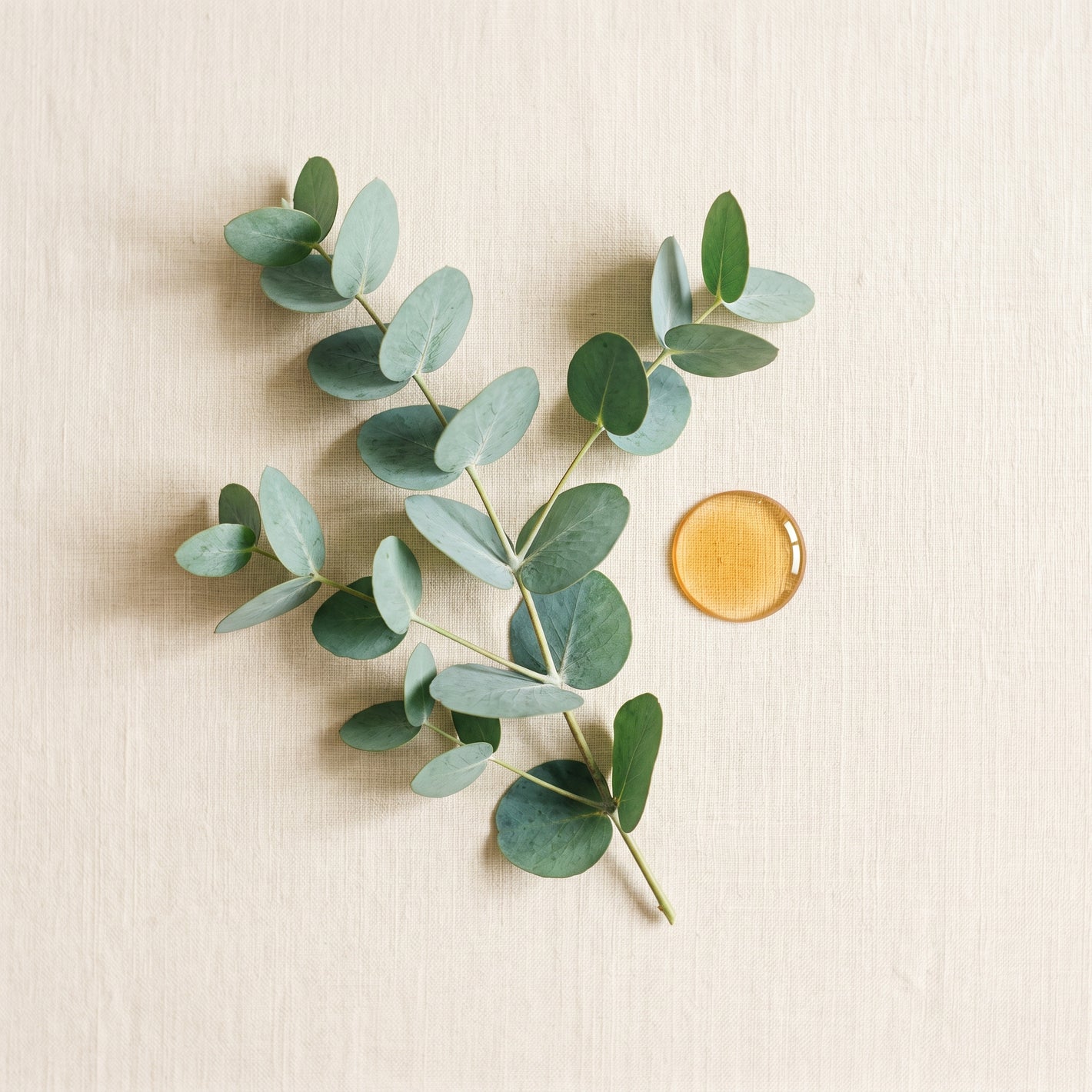 Eucalyptus - actif tonifiant