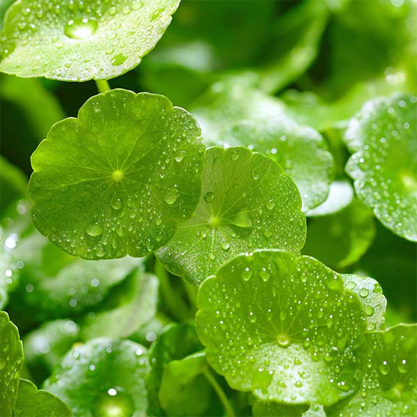 velura ingredient centella